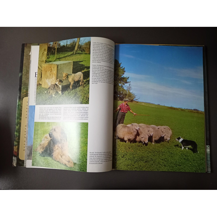 Honden met 135 foto's in kleur Wendy Boorer