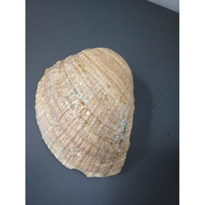 Decoratieve schelp met glitters