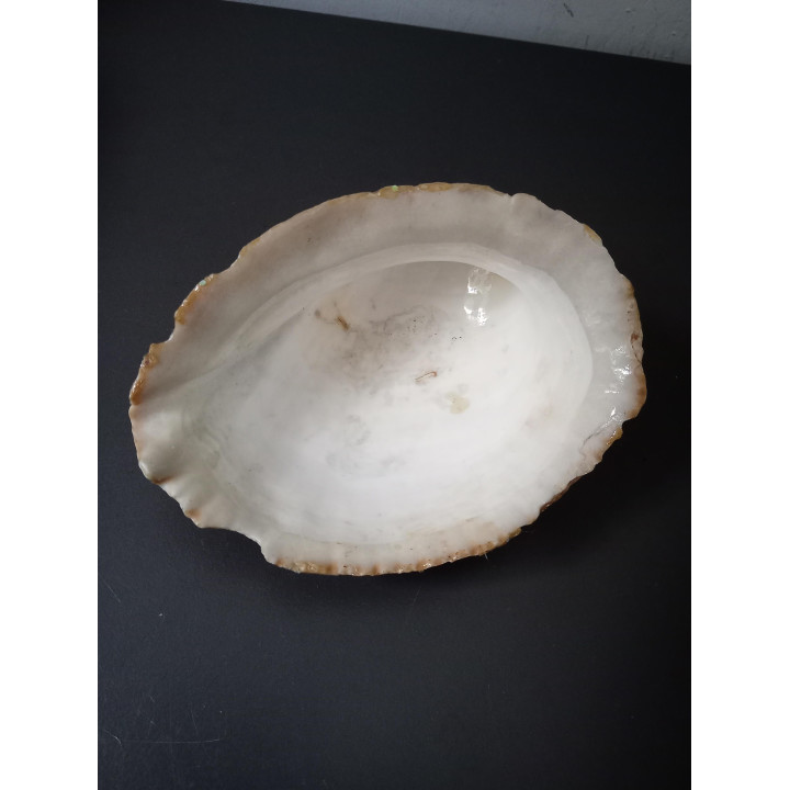 Decoratieve schelp met glitters